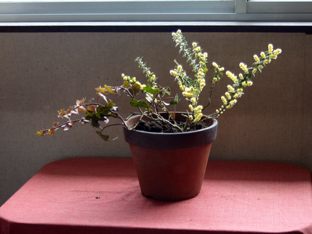 寄せ植えの写真