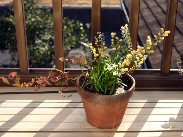 寄せ植えの写真